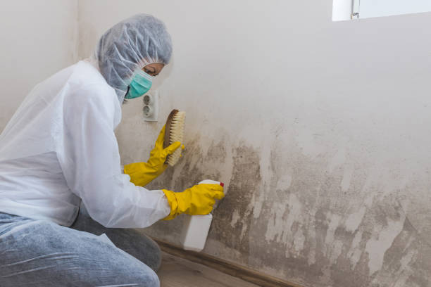 Best Bathroom Mold Remediation in Amery, WI