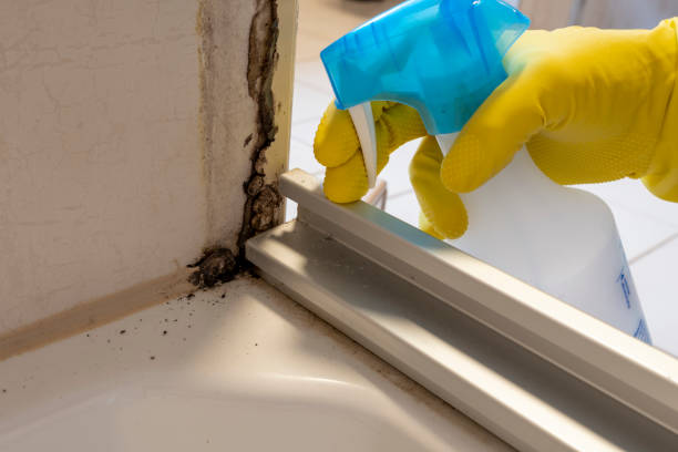 Best Mold Testing and Inspection Services in Amery, WI