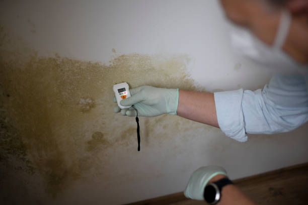 Best HVAC Mold Remediation in Amery, WI