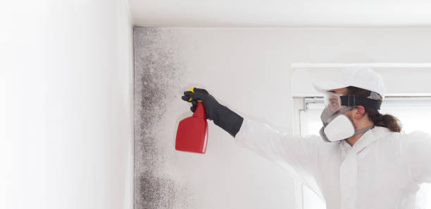 Best Kitchen Mold Remediation in Amery, WI
