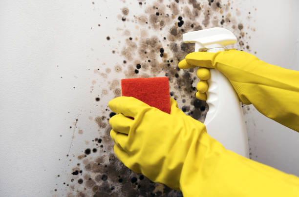 Best Basement Mold Remediation in Amery, WI