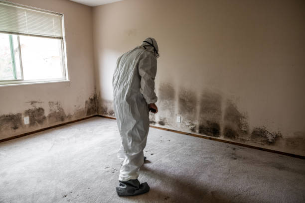 Best Localized Mold Remediation (e.g., coastal areas, humid climates) in Amery, WI