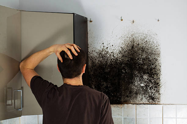Best Residential Mold Remediation in Amery, WI