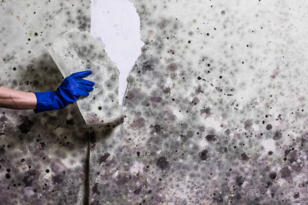 Best Preventive Mold Services in Amery, WI